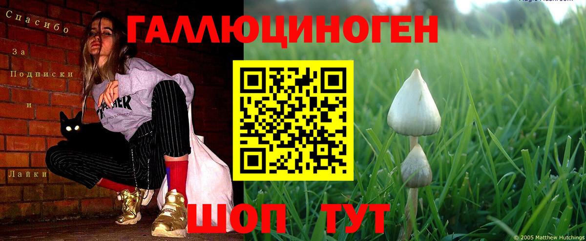 Псилоцибиновые грибы Psilocybe Иваново